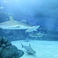 IMG_7815.jpg