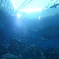 IMG_7816.jpg