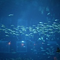 IMG_7877.jpg