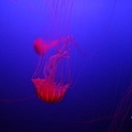 IMG_7895.jpg