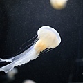 IMG_7899.jpg