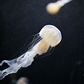 IMG_7900.jpg