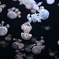 IMG_7902.jpg