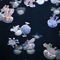 IMG_7904.jpg