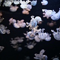 IMG_7906.jpg