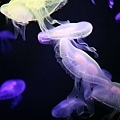 IMG_7907.jpg