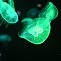IMG_7909.jpg