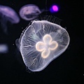 IMG_7914.jpg