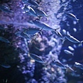 IMG_7922.jpg