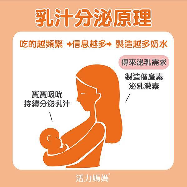 乳汁分泌原理.jpg