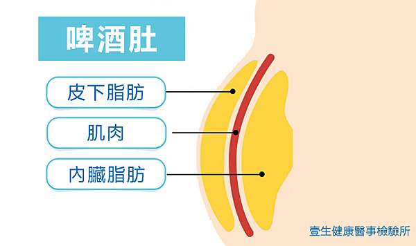 內臟脂肪與皮下脂肪 壹生健康醫事檢驗所健康檢查 痞客邦