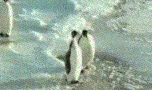 兩隻企鵝