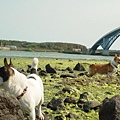 二犬海邊嬉海菜