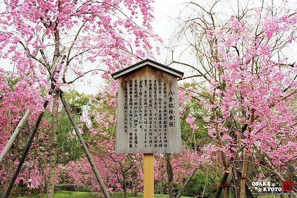 京阪賞櫻 16 京都平安神宮神苑 如詩如畫的櫻花絕景 柚子寶說 痞客邦 京阪賞櫻 16 京都平安神宮神苑 如詩如畫的櫻花絕景 柚子寶說 痞客邦
