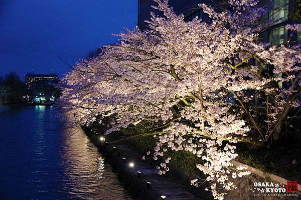 京阪賞櫻 16 京都平安神宮神苑 如詩如畫的櫻花絕景 柚子寶說 痞客邦 京阪賞櫻 16 京都平安神宮神苑 如詩如畫的櫻花絕景 柚子寶說 痞客邦