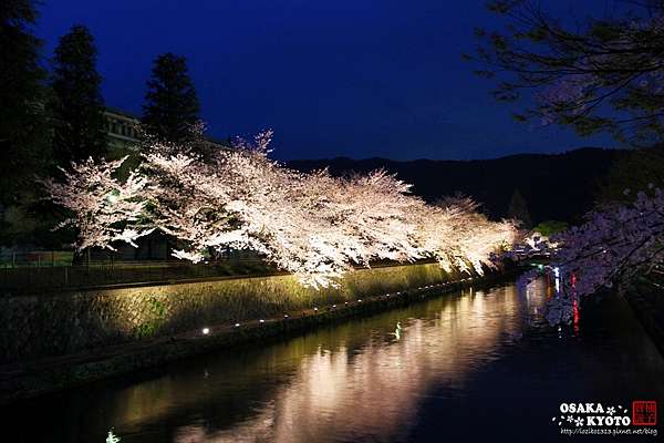 京阪賞櫻 16 京都平安神宮神苑 如詩如畫的櫻花絕景 柚子寶說 痞客邦 京阪賞櫻 16 京都平安神宮神苑 如詩如畫的櫻花絕景 柚子寶說 痞客邦