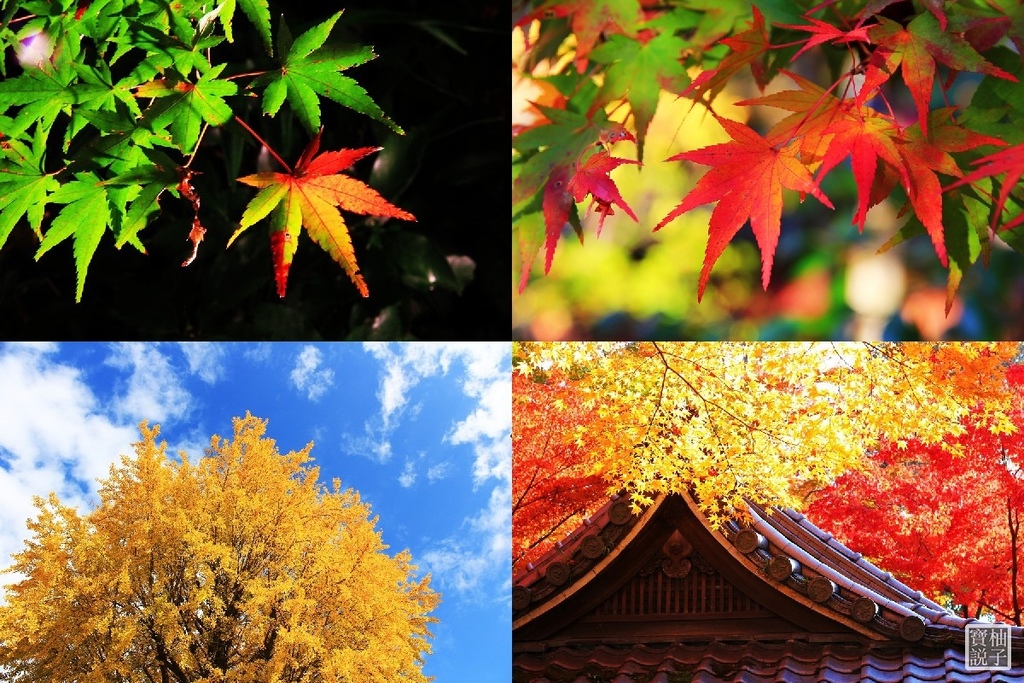 賞楓集合圖.jpg