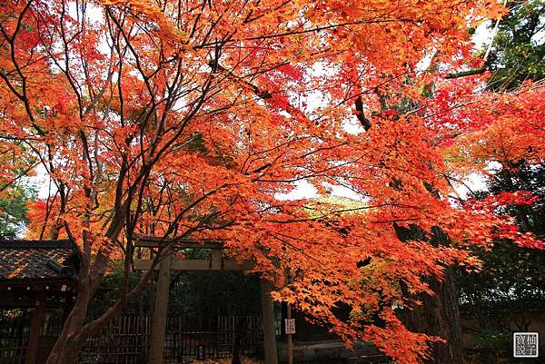 京都賞楓 洛北蓮華寺 楓葉淨土 柚子寶說 痞客邦 京都賞楓 洛北蓮華寺 楓葉淨土 柚子寶說 痞客邦