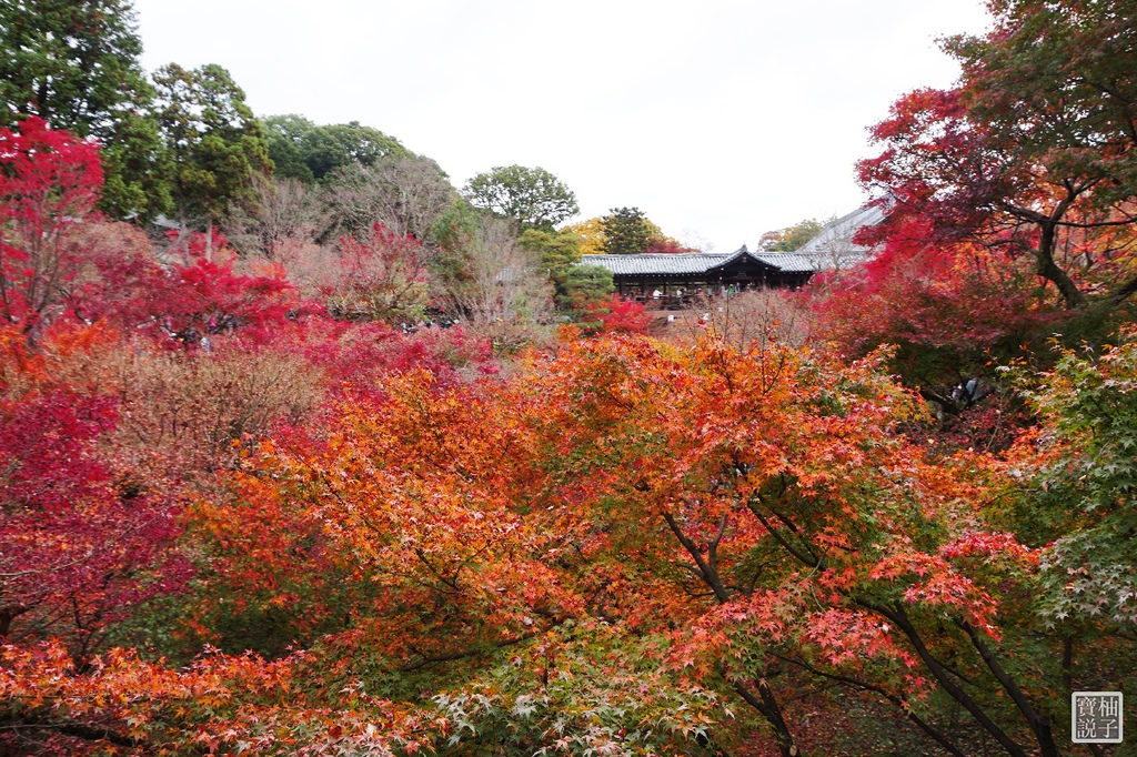 東福寺5211.jpg