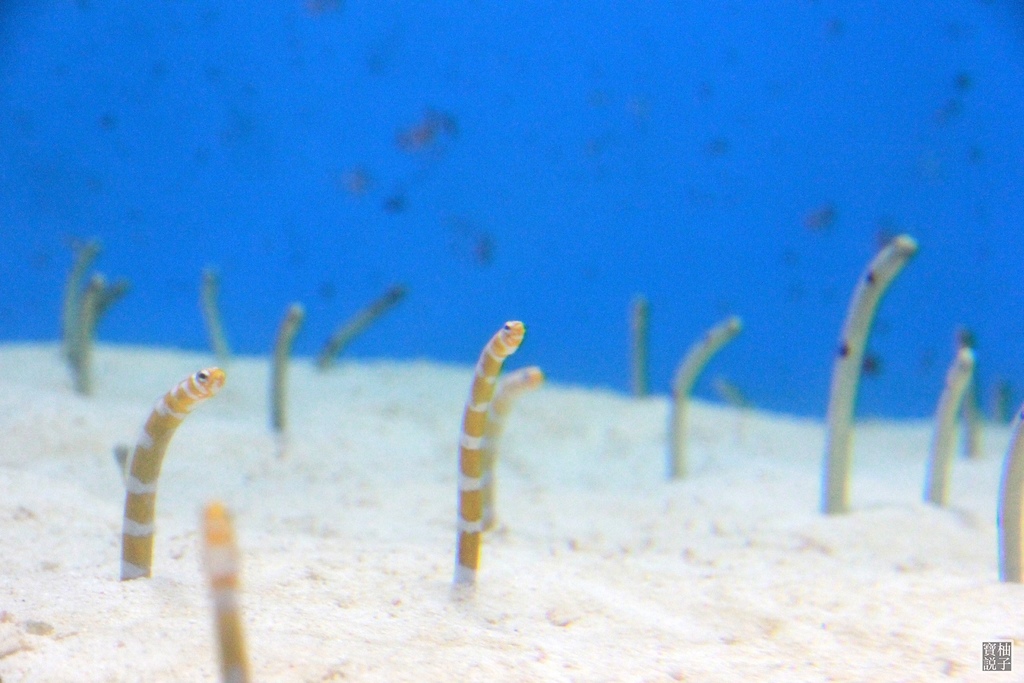 沖繩美麗海水族館_1095.JPG