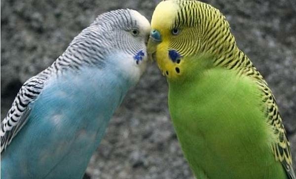 常見鸚鵡價格列表-鸚鵡價格2024年總整理分享