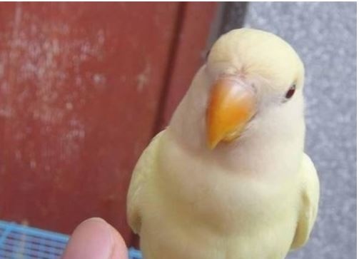 鳥界專家不告訴您的牡丹鸚鵡分類總攬 鸚鵡販售 台中鸚鵡專賣店 鸚鵡用品專賣店 痞客邦