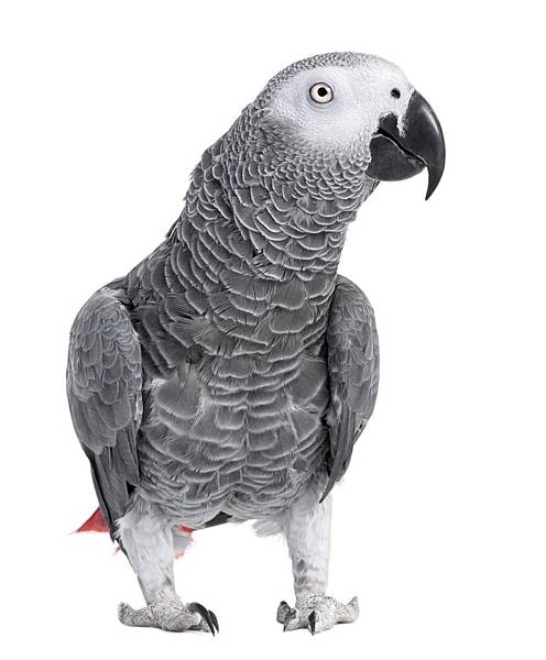 african-grey-parrot-clipart-baby-african-gray-833736-7191388.jpg