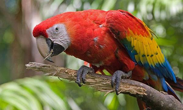 scarlet-macaw1234567890.jpg