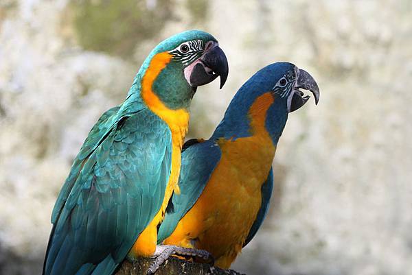 Blue-throated-Macaw-Paradise-Park-Cornwall-3.jpg