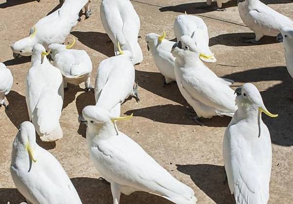 細談葵花鸚鵡大葵花 中葵花 小葵花 的區別 鸚鵡販售 台中鸚鵡專賣店 鸚鵡用品專賣店 痞客邦