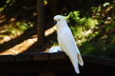 葵花鸚鵡價格多少達人分享不同的品種體型價格不同 鸚鵡販售 台中鸚鵡專賣店 鸚鵡用品專賣店 痞客邦