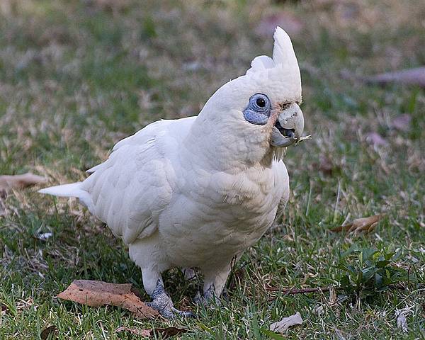 cacatua-sanguinea-3.jpg