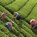 佳作  李天祥  茶園風光(六).jpg