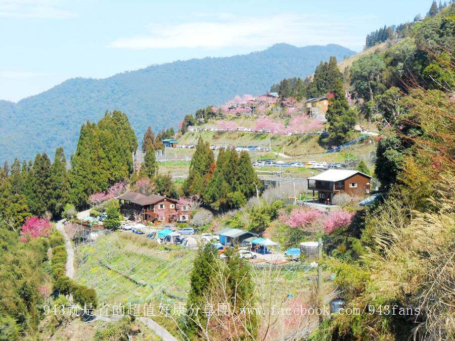 北橫 拉拉山 賞櫻 恩愛農場 櫻花 櫻木花道 二馬山莊 谷點咖啡民宿 光明農場 DSCN6959.jpg