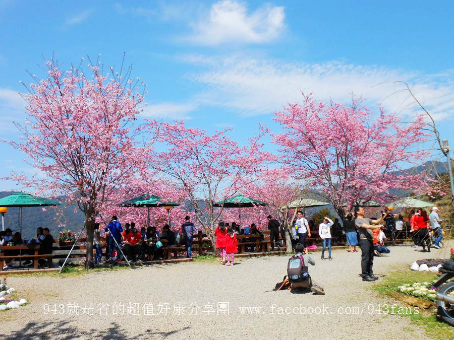 北橫 拉拉山 賞櫻 恩愛農場 櫻花 櫻木花道 二馬山莊 谷點咖啡民宿 光明農場 DSCN6980.jpg