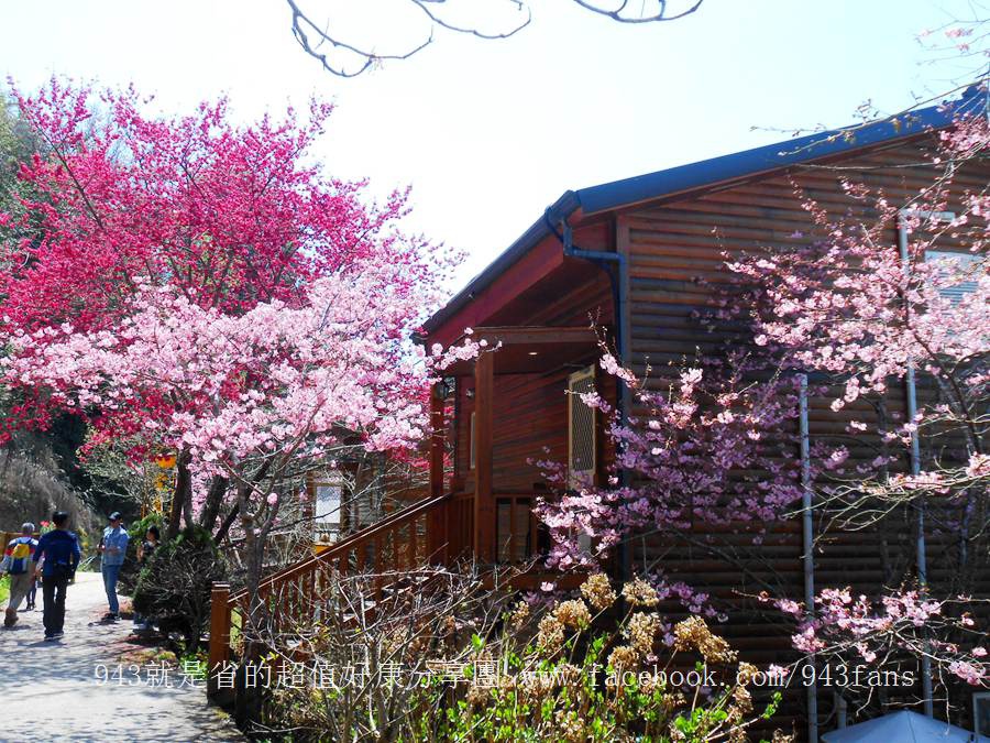 北橫 拉拉山 賞櫻 恩愛農場 櫻花 櫻木花道 二馬山莊 谷點咖啡民宿 光明農場 DSCN6977.jpg