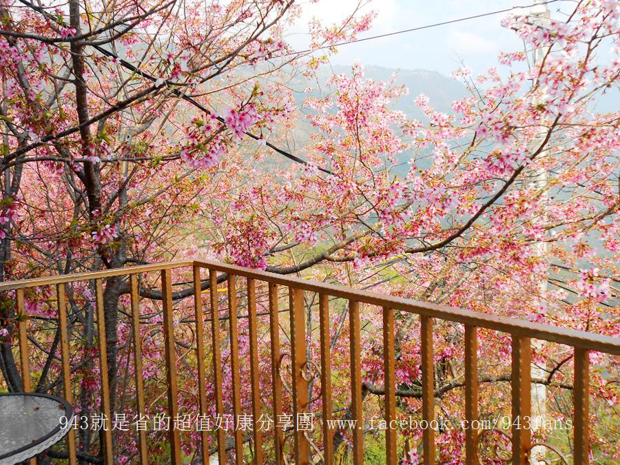 北橫 拉拉山 賞櫻 恩愛農場 櫻花 櫻木花道 二馬山莊 谷點咖啡民宿 光明農場 DSCN7021.jpg