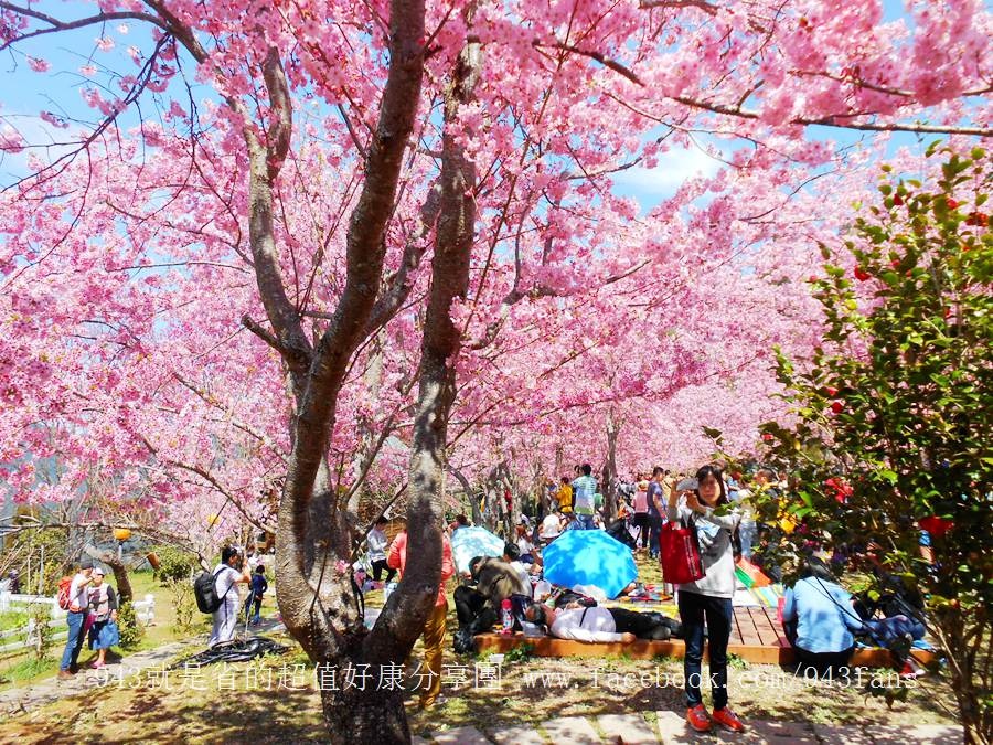 北橫 拉拉山 賞櫻 恩愛農場 櫻花 櫻木花道 二馬山莊 谷點咖啡民宿 光明農場 DSCN6985.jpg