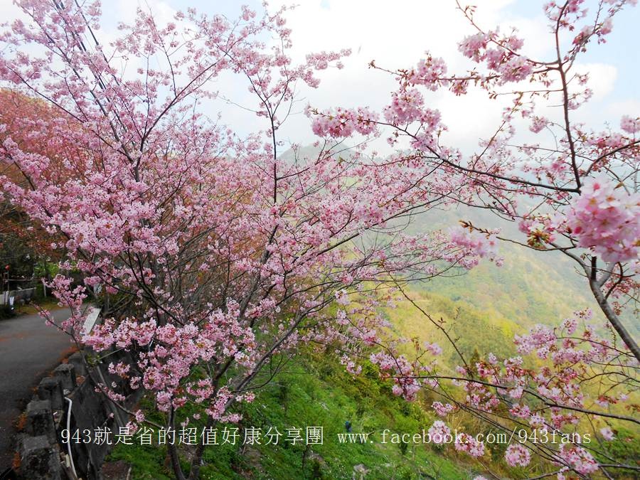 北橫 拉拉山 賞櫻 恩愛農場 櫻花 櫻木花道 二馬山莊 谷點咖啡民宿 光明農場 DSCN7012.jpg