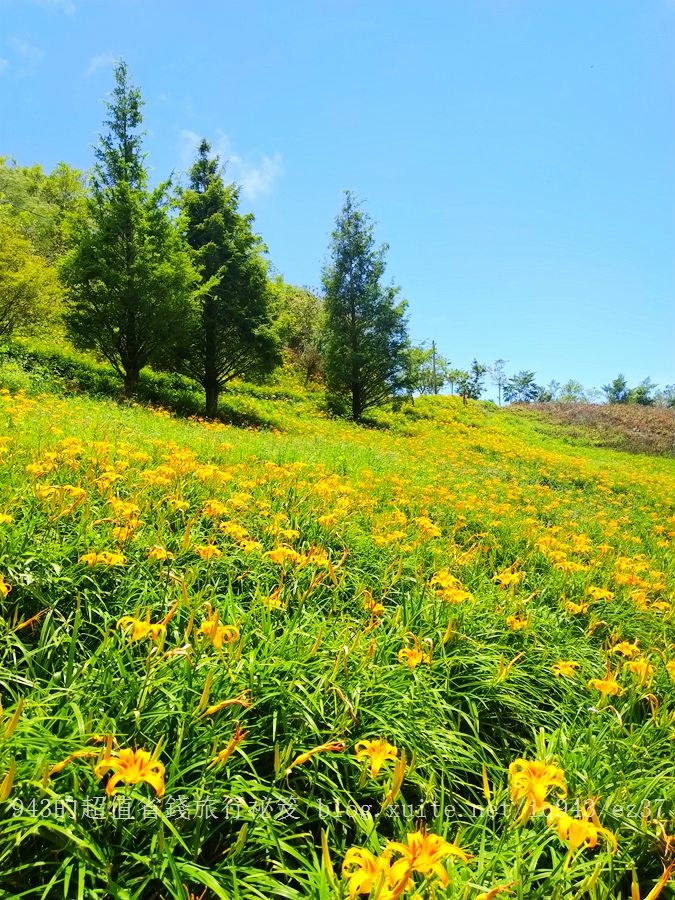 幸福 台東 農遊趣 香草防蚊液 DIY 倒流香塔 精油香膏 鹿野 紅烏龍 炒花生 水果酒 雙薑醬 莎梨橄欖醃漬 熱氣球季 嘉年華 農遊 體驗