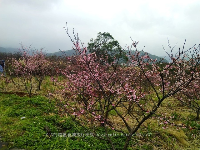 2022年 平等里 平菁街42巷 櫻花 開花 公車 303