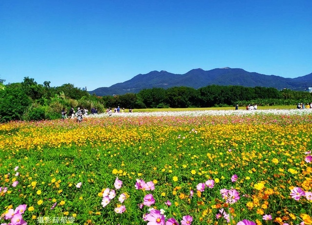 近似北海道分層花田 賞花 2021 關渡秘境花海 周邊美食 北投齊雞 巧克力雲莊 巴斯克乳酪蛋糕 找午倉 生發號 三味蛋