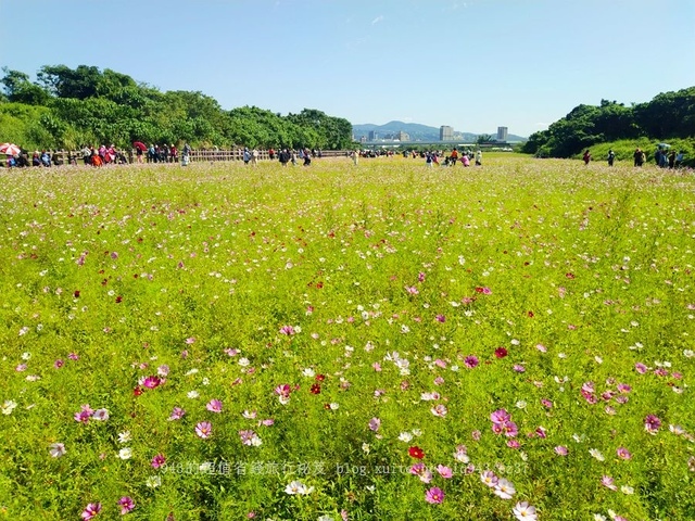 近似北海道分層花田 賞花 2021 關渡秘境花海 周邊美食 北投齊雞 巧克力雲莊 巴斯克乳酪蛋糕 找午倉 生發號 三味蛋