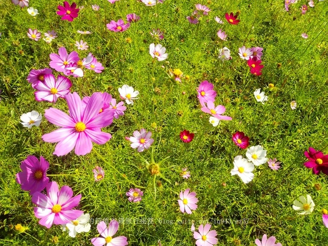 近似北海道分層花田 賞花 2021 關渡秘境花海 周邊美食 北投齊雞 巧克力雲莊 巴斯克乳酪蛋糕 找午倉 生發號 三味蛋