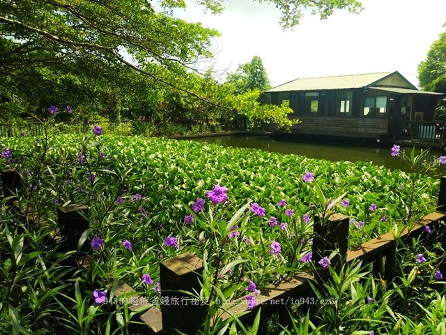 觀音山採綠竹筍體驗 diy 五股 旗竿湖農場 觀音山 猛禽展示館 觀音觀鷹 八里 新北 一日遊 體驗 採竹筍