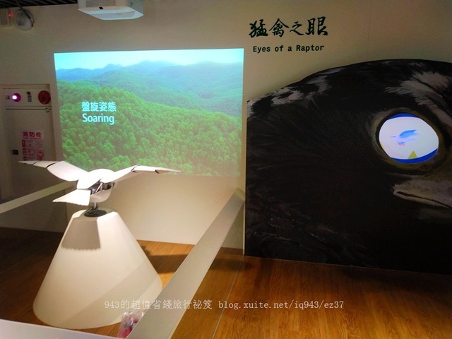 觀音山採綠竹筍體驗 diy 五股 旗竿湖農場 觀音山 猛禽展示館 觀音觀鷹 八里 新北 一日遊 體驗 採竹筍