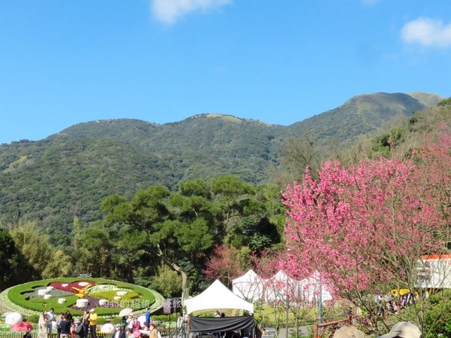 陽明山 賞櫻 山櫻花 類出國 美軍宿舍 朱里昂法式廚房 cama 豆留森林 竹林 圓山大飯店 密道 滑梯 台北美福酒店