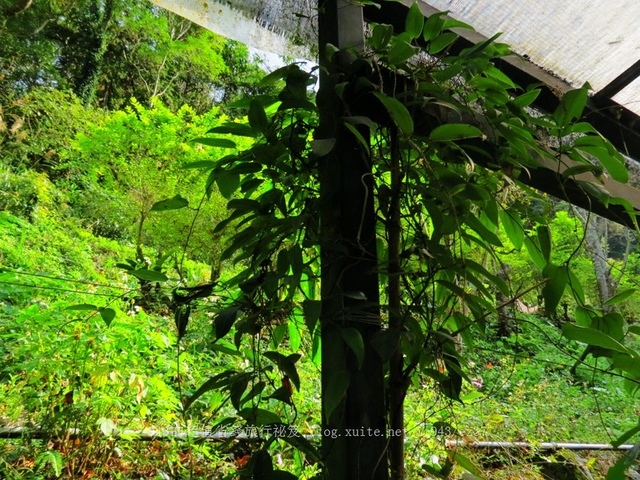 苗栗 南庄鄉 東河線 賽夏族 鵝公髻山 部落 竹竿釣烤肉 BBQ 營火晚會 鹿場部落 石壁部落 染織布 彩虹民宿 薯榔 染布 DIY 向天湖部落 賽夏族民俗文物館 瓦祿部落 櫸木食坊 鵝公髻部落 煤工居步道 蕨類 原住民歌舞 鹿場部落 步道 七分醉景觀餐廳