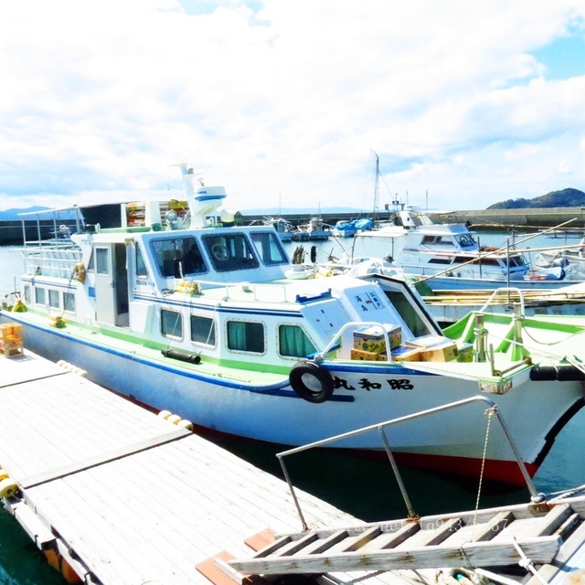 日本 九州 熊本縣 貓島 上天草市 湯島 白貓 交通 船 貓咖啡 yu shima