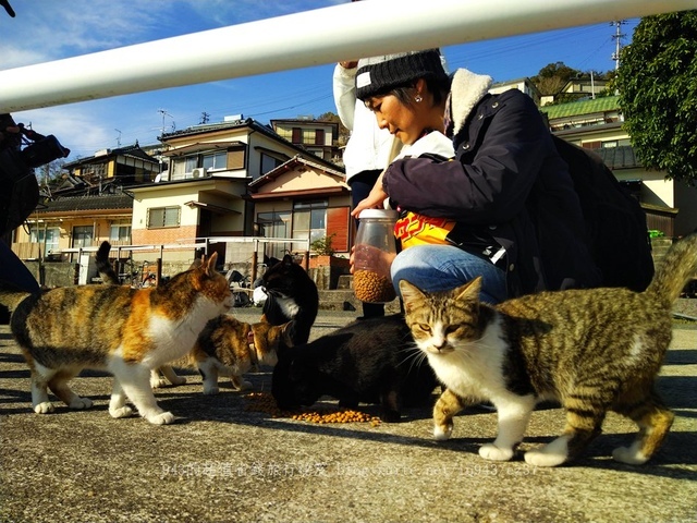 日本 九州 熊本縣 貓島 上天草市 湯島 白貓 交通 船 貓咖啡 yu shima